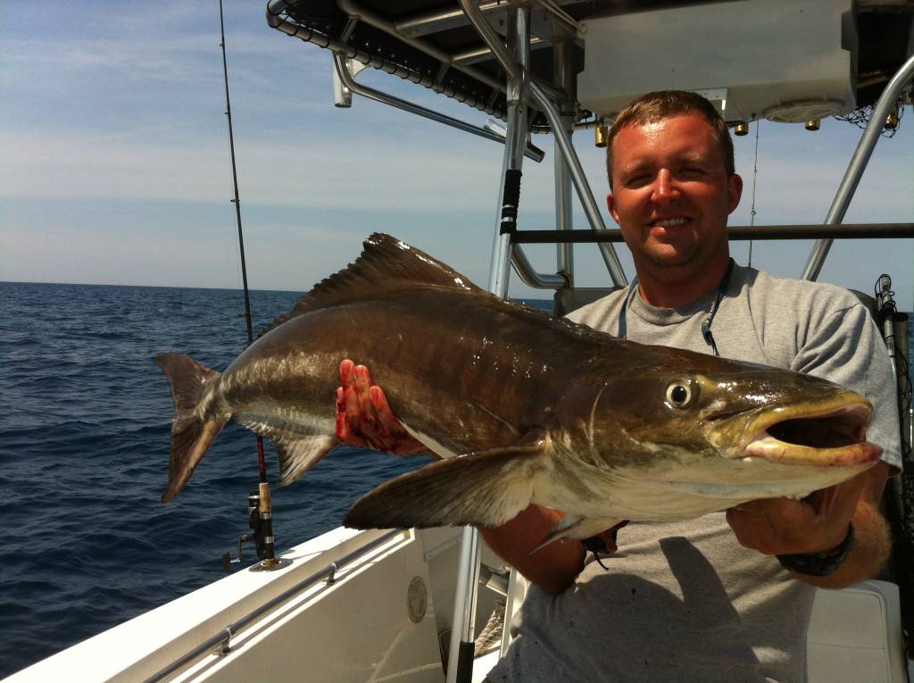 These cobia are caught on Hogy Lures ™ as well as live bait and other jigs